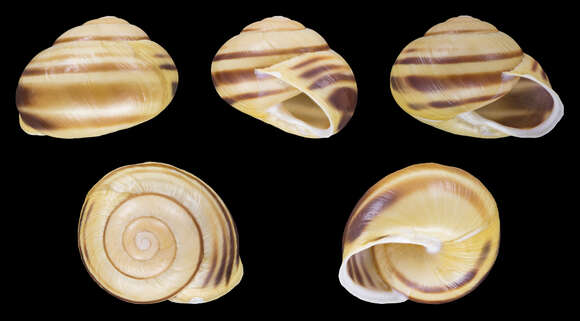 Image of White-lipped banded snail