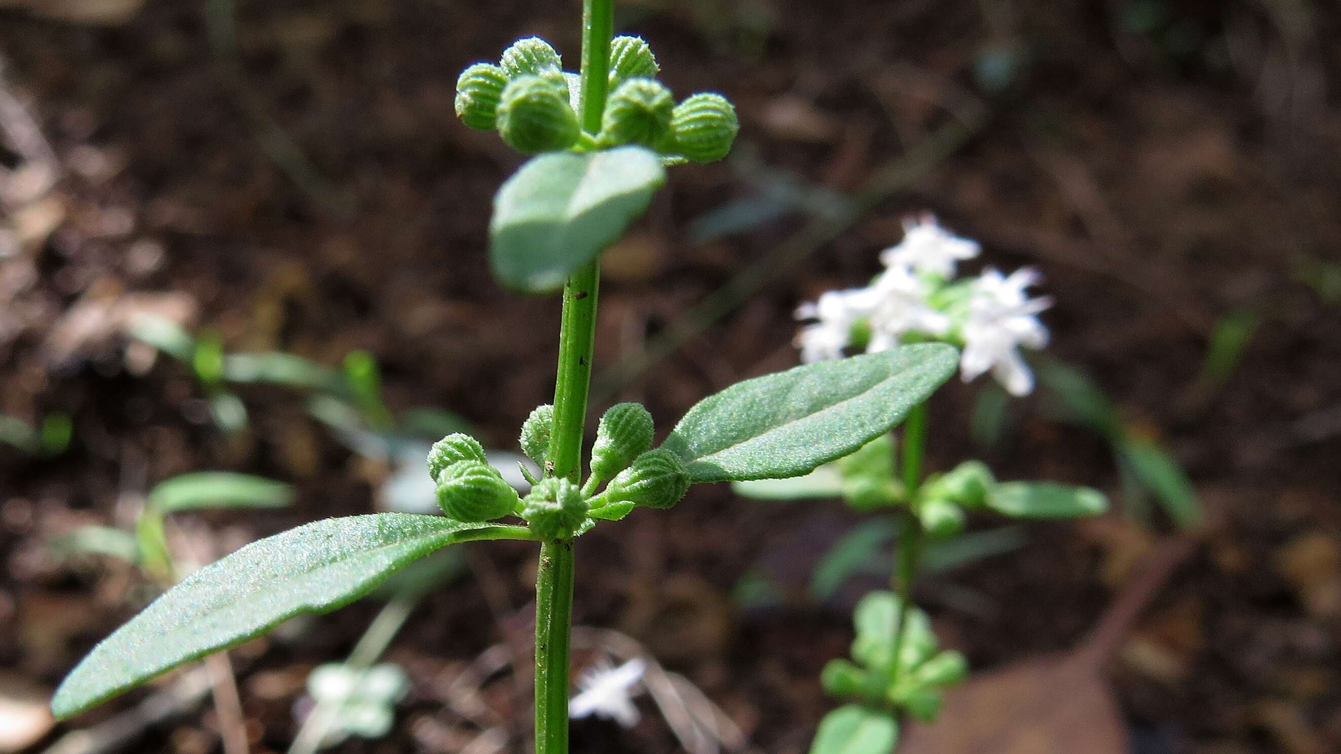 Image of Mentha satureioides