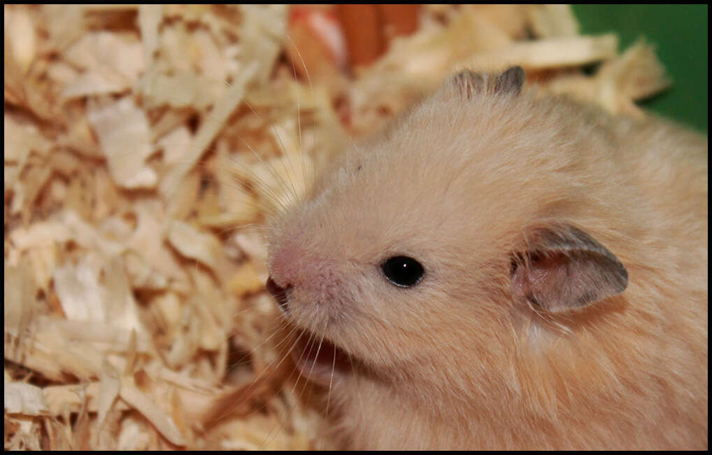 Image of Golden Hamster