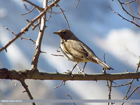 Image of Black-throated Thrush