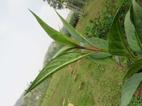 Image of Artanema longifolium (L.) Vatke