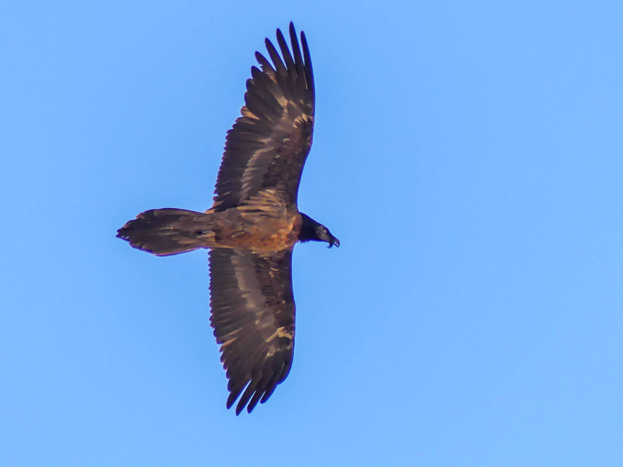 Image of Gypaetus Storr 1784