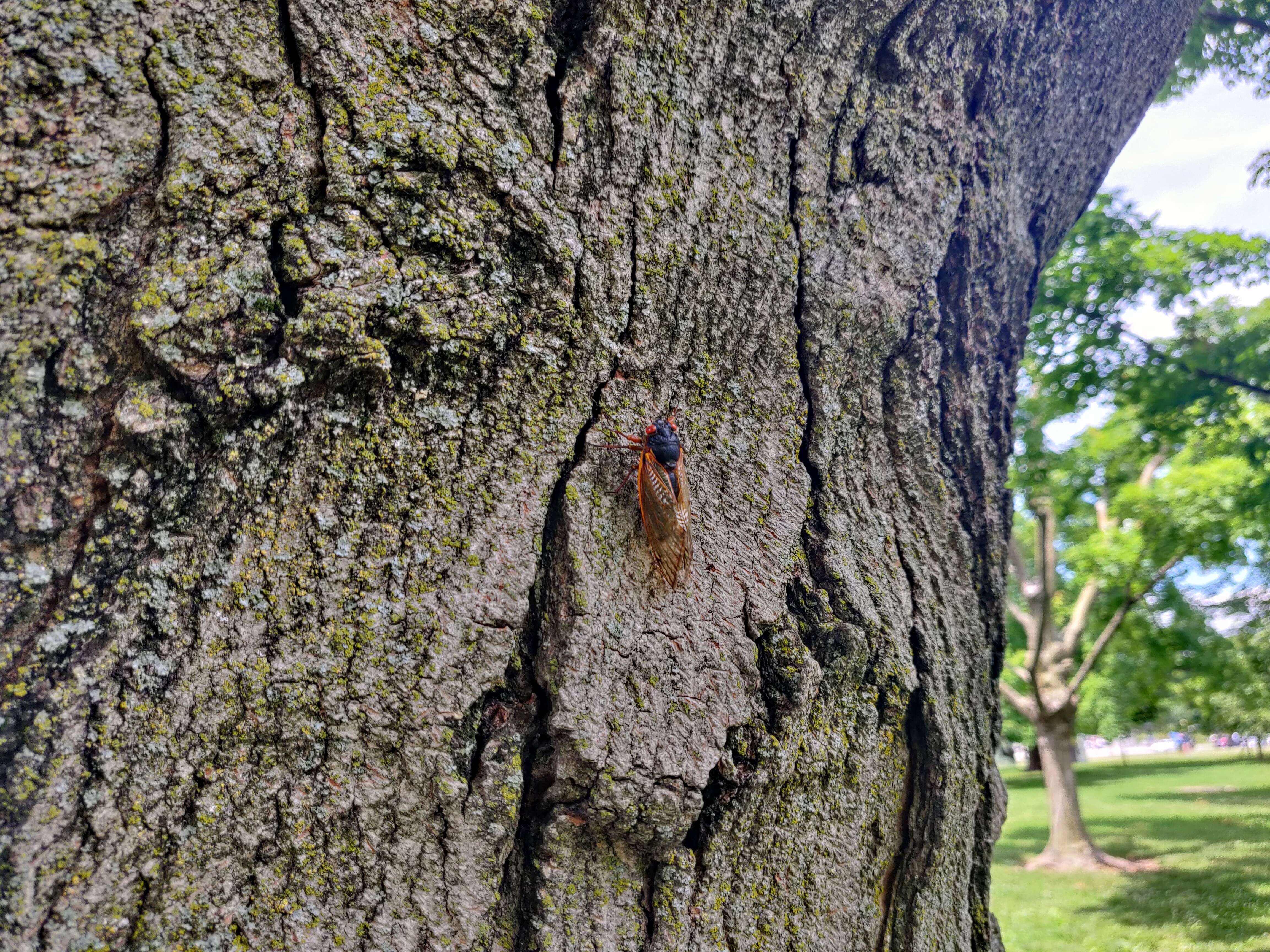 Image of Cicada