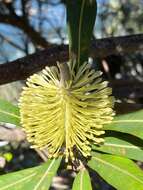 Imagem de Banksia integrifolia L. fil.