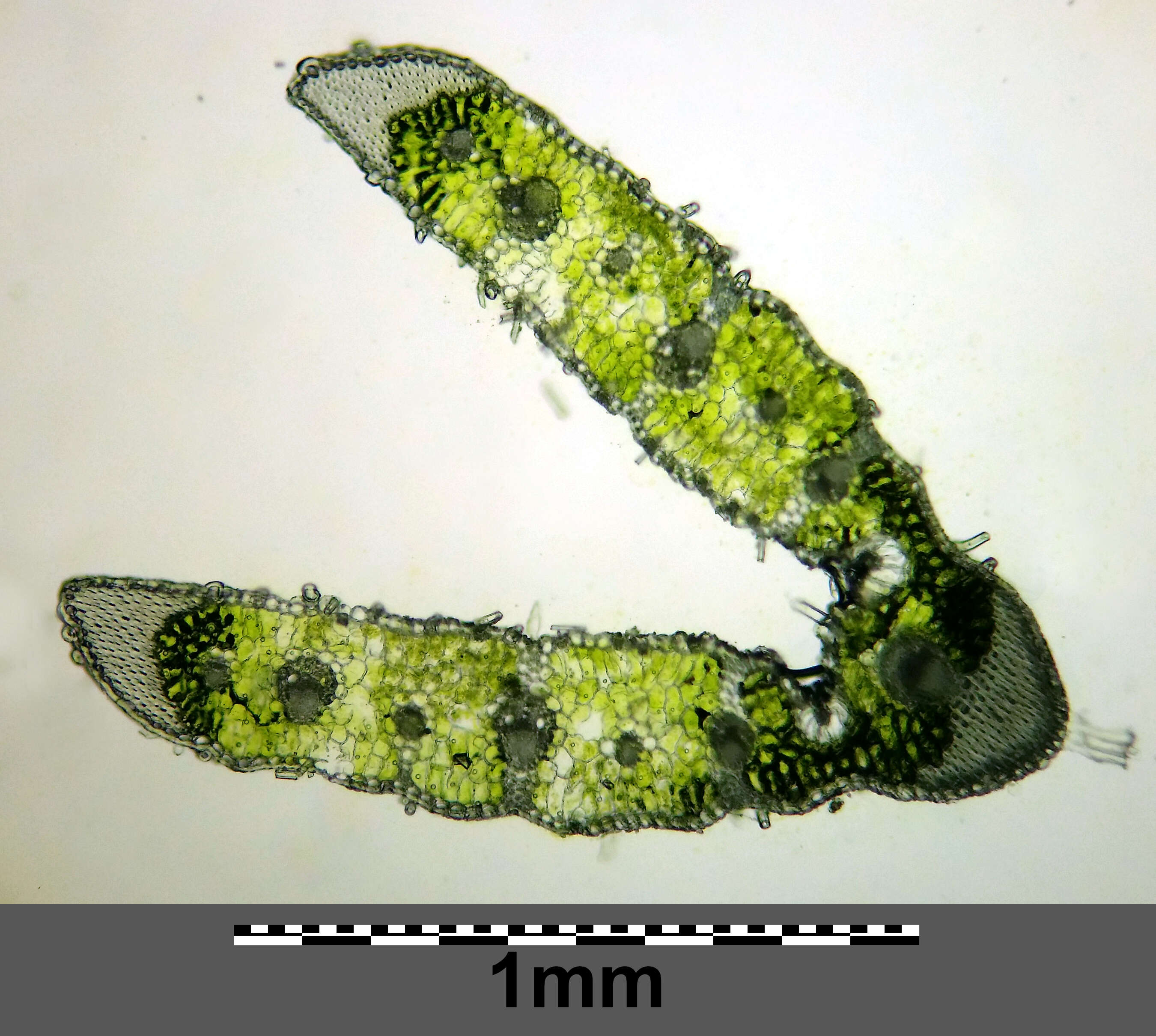Image of Helictochloa pratensis (L.) Romero Zarco