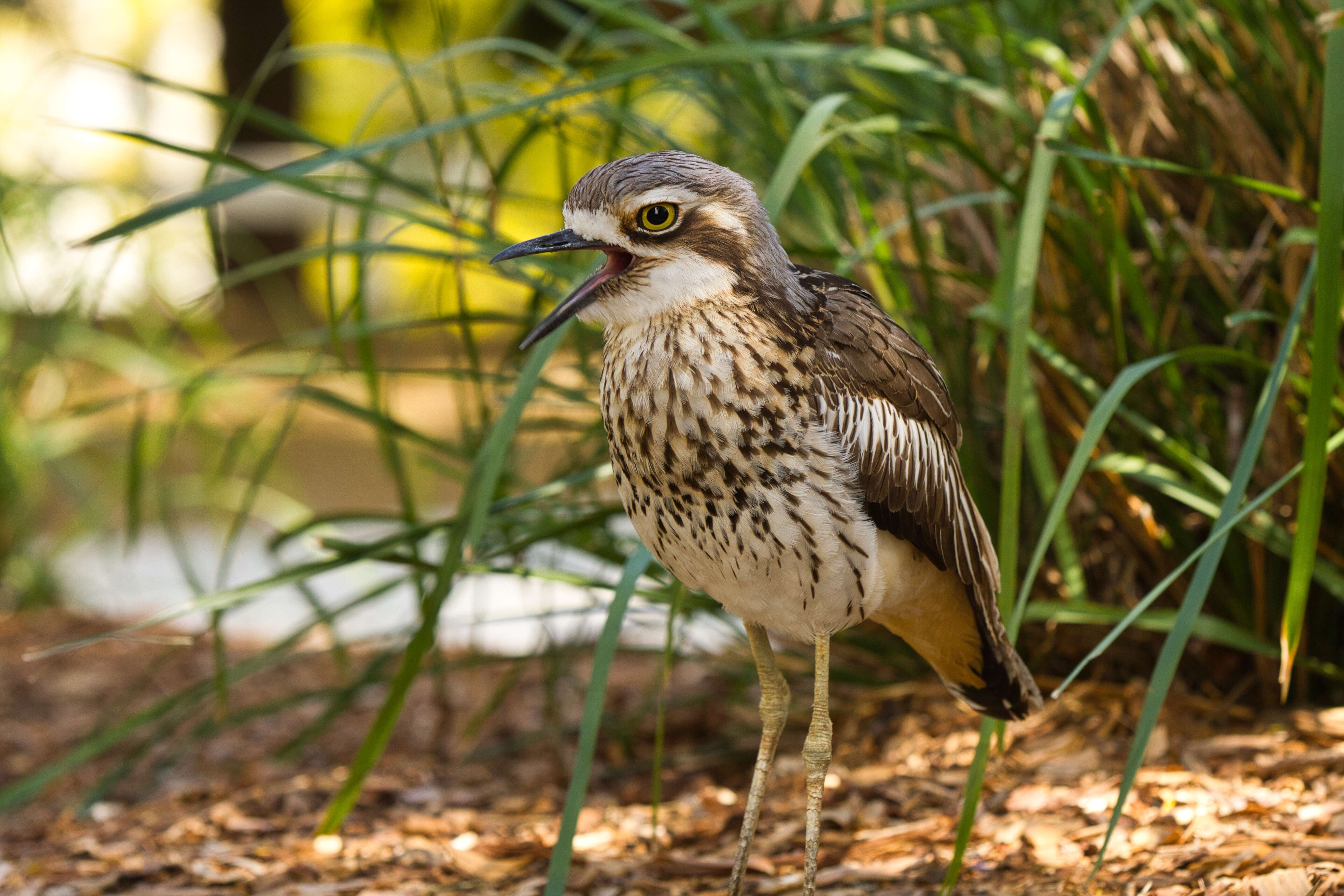 Image of Bush Stone-curlew