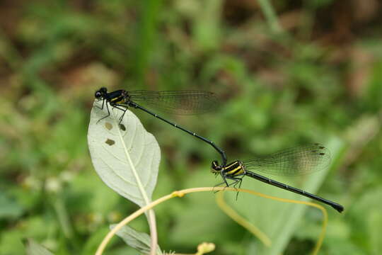 Image of Onychargia Selys 1865