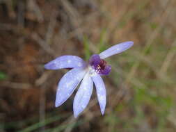 Image of Eastern tiny blue china orchid