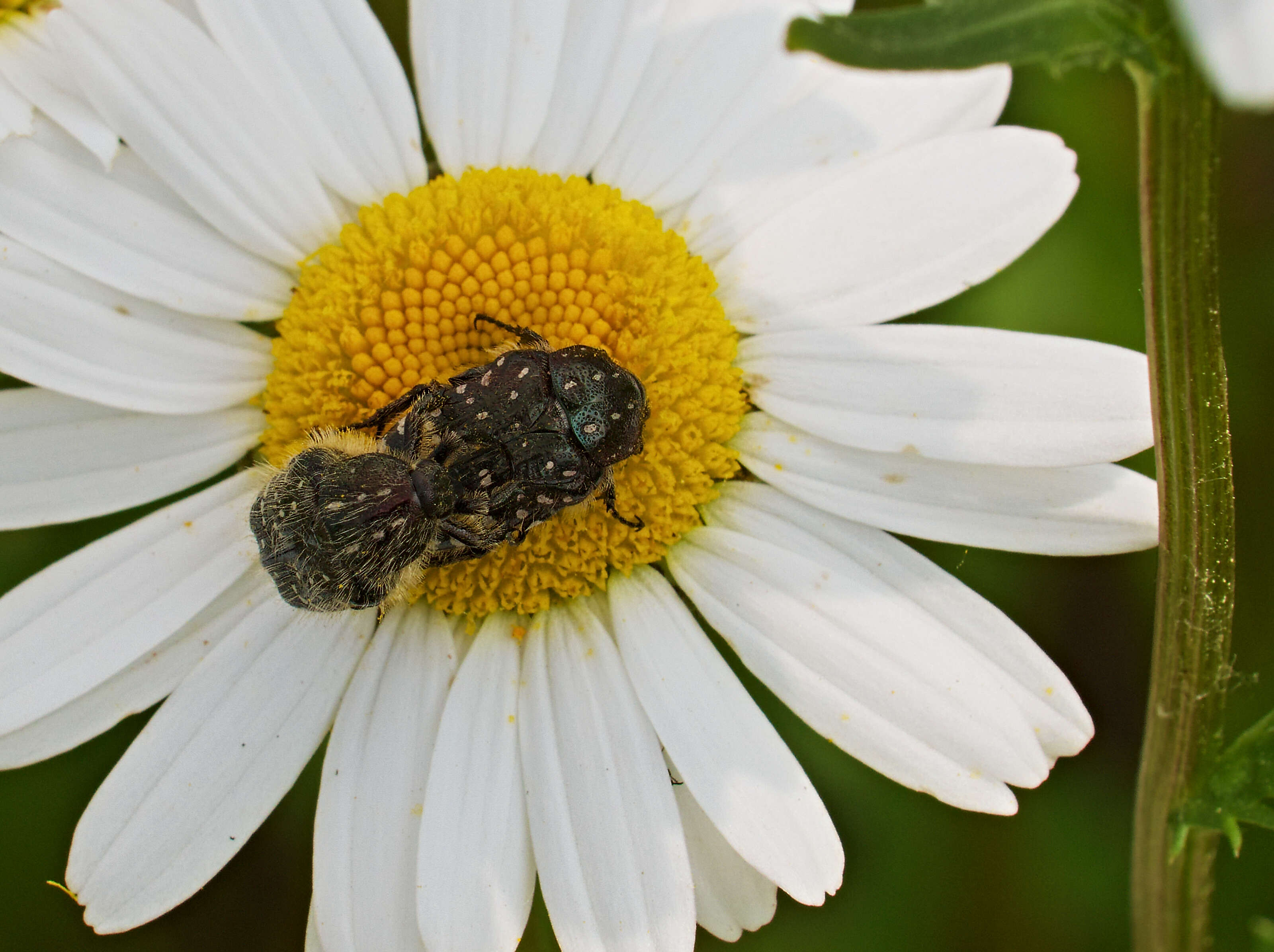 Image of Oxythyrea funesta (Poda 1761)