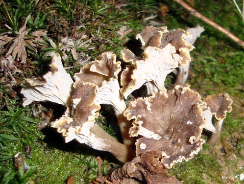 Image of Pseudocraterellus undulatus (Pers.) Rauschert 1987