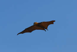 Image of Gray-headed Flying Fox