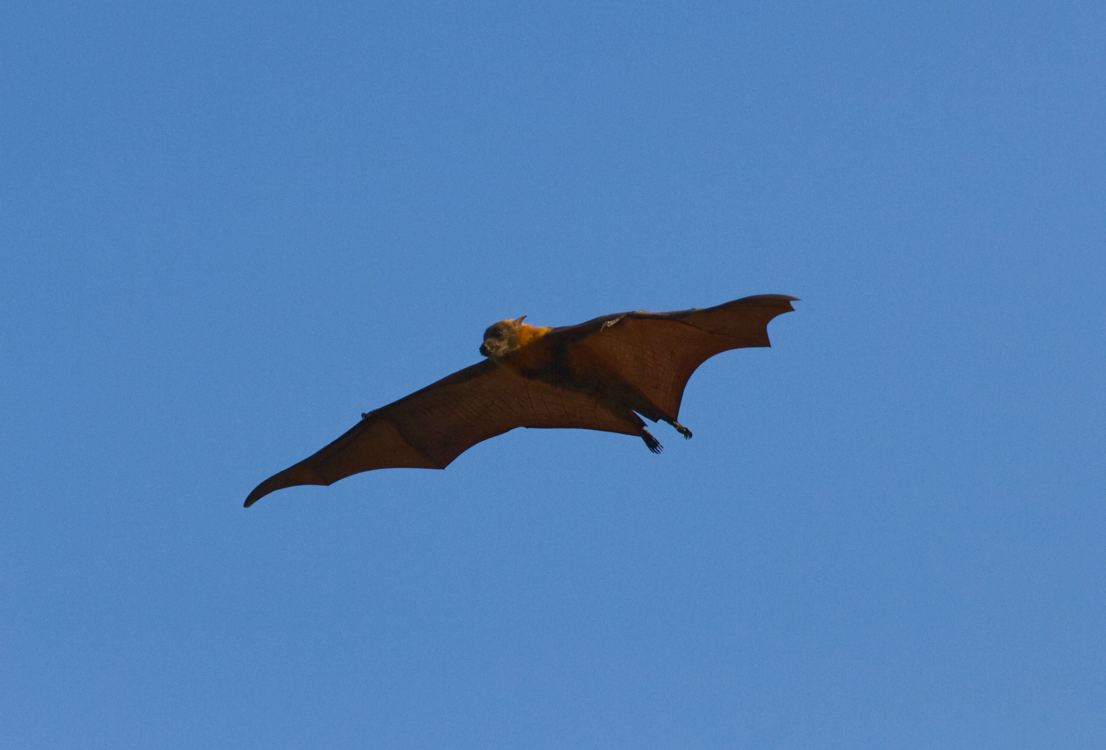 Image of Gray-headed Flying Fox