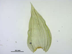Image of Leucodon sciuroides Schwaegrichen 1816