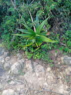 Image of Aloe vera