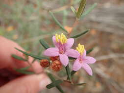 Image of Phebalium nottii (F. Müll.) F. M. Bailey