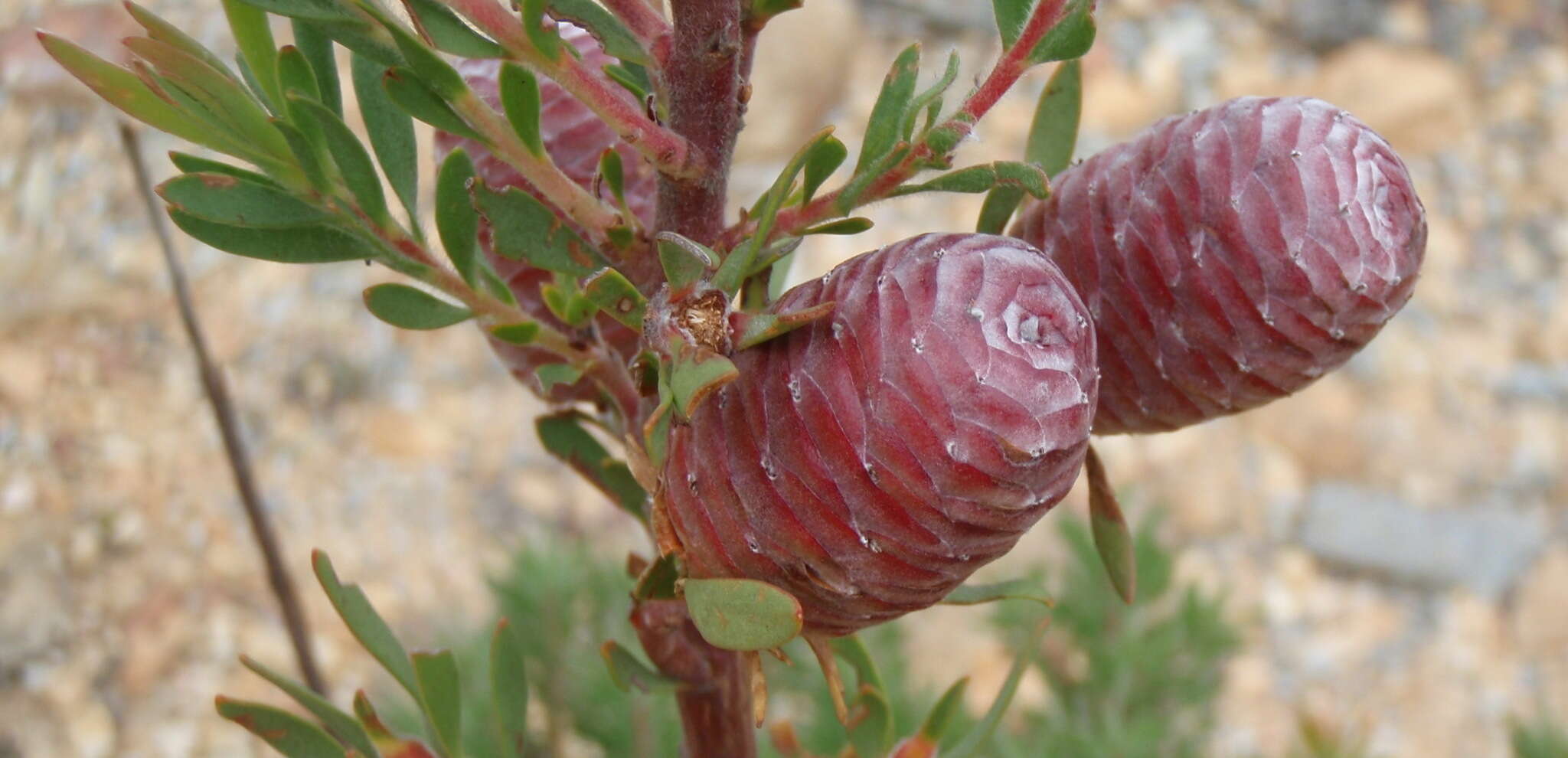 Image of Leucadendron rourkei I. J. M. Williams