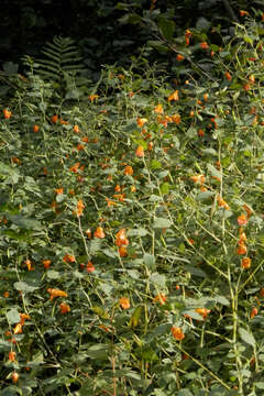 Image of jewelweed