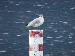 Image of Black-headed Gull