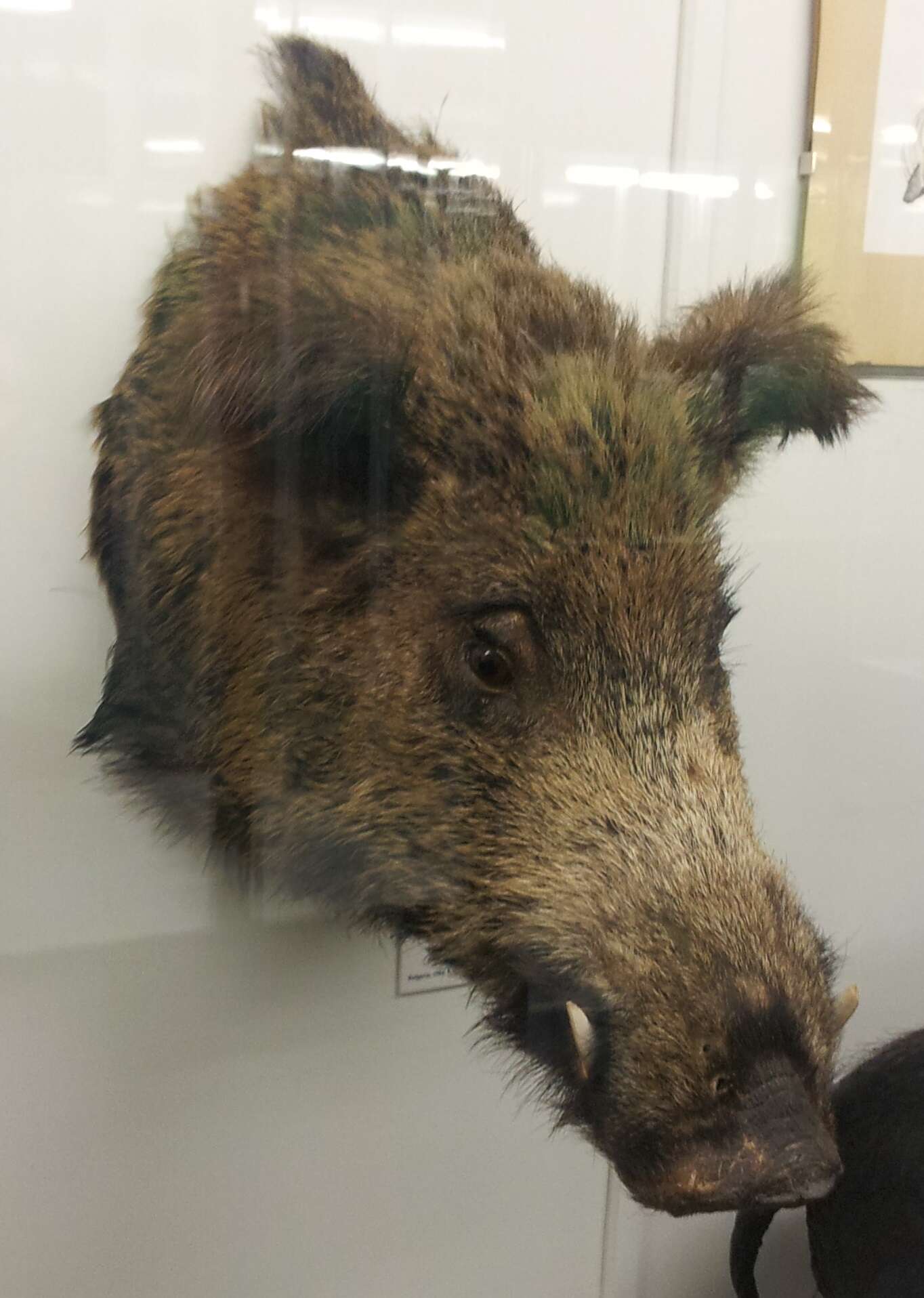 Wild boar  Britannica