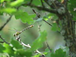 Image of Green-eyed Hooktail