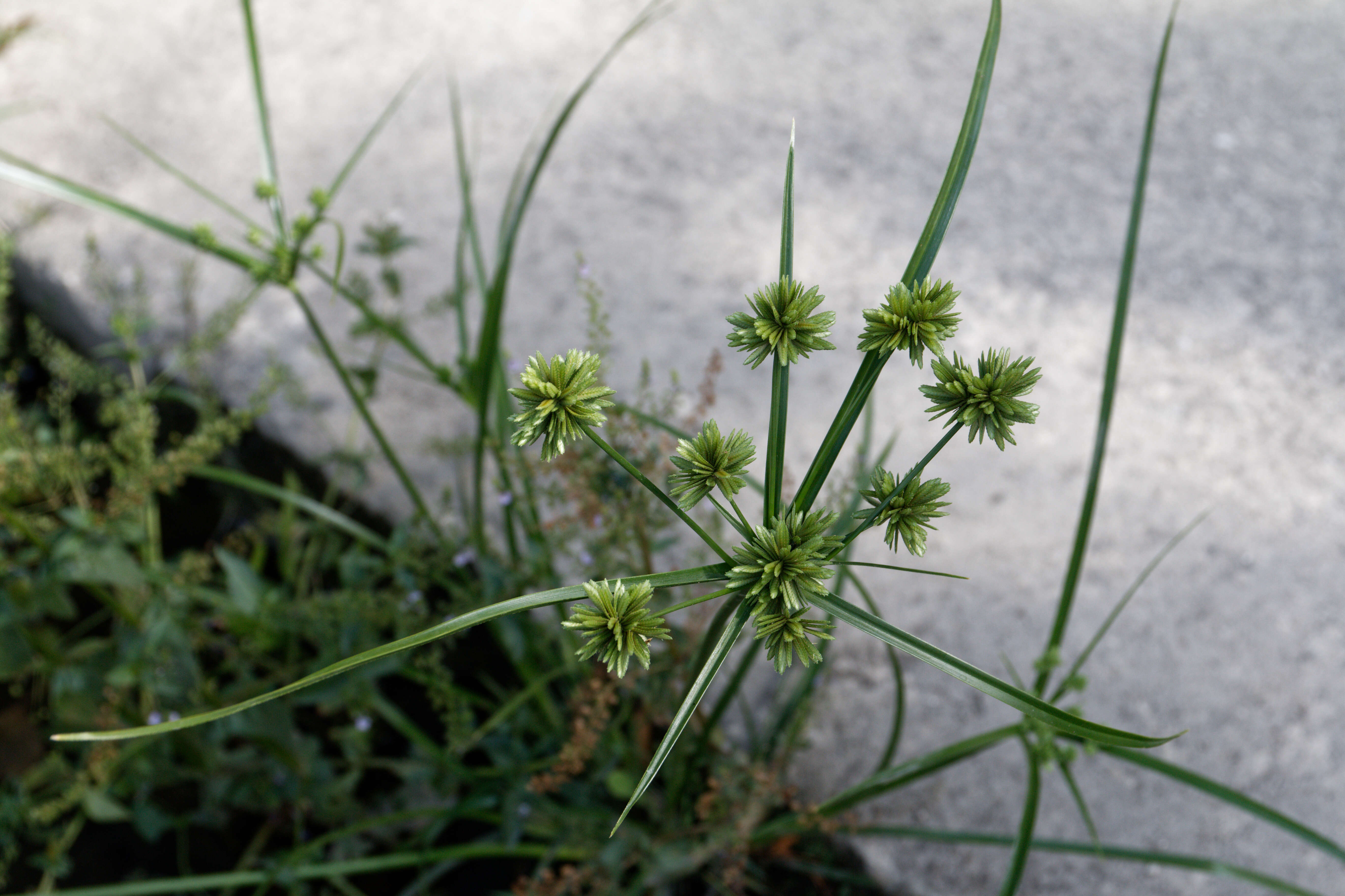 Image of Tall flatsedge