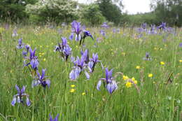 Image of German Iris