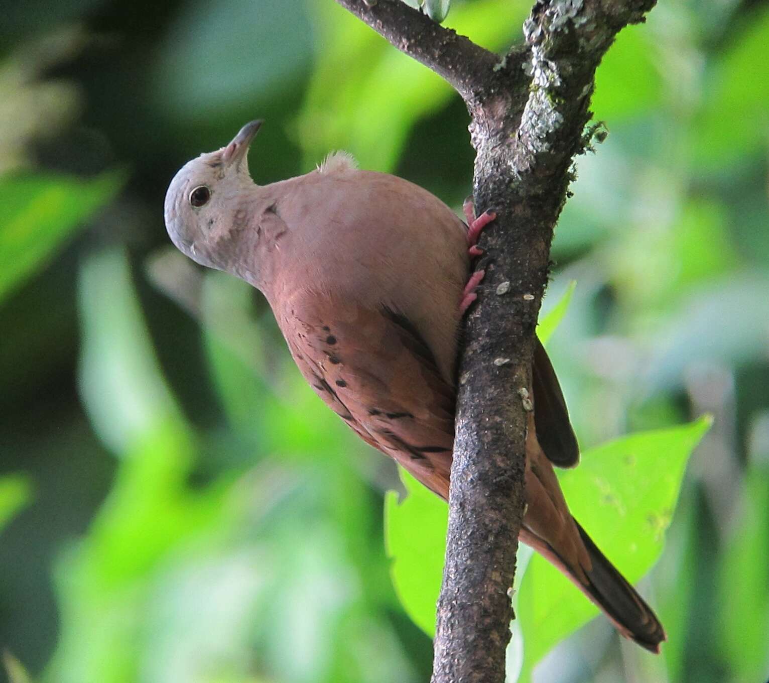 Image of Ruddy Ground Dove