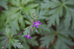 Imagem de Geranium reuteri Aedo & Muñoz Garm.