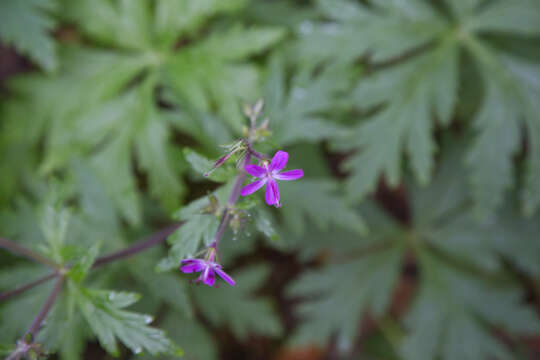 Image of Geranium reuteri Aedo & Muñoz Garm.