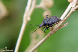 Image of plant bugs