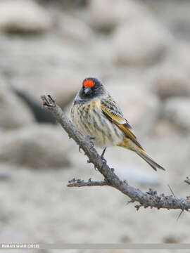 Image of Fire-fronted Serin