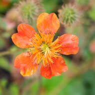 Image of Geum coccineum Sibth. & Sm.