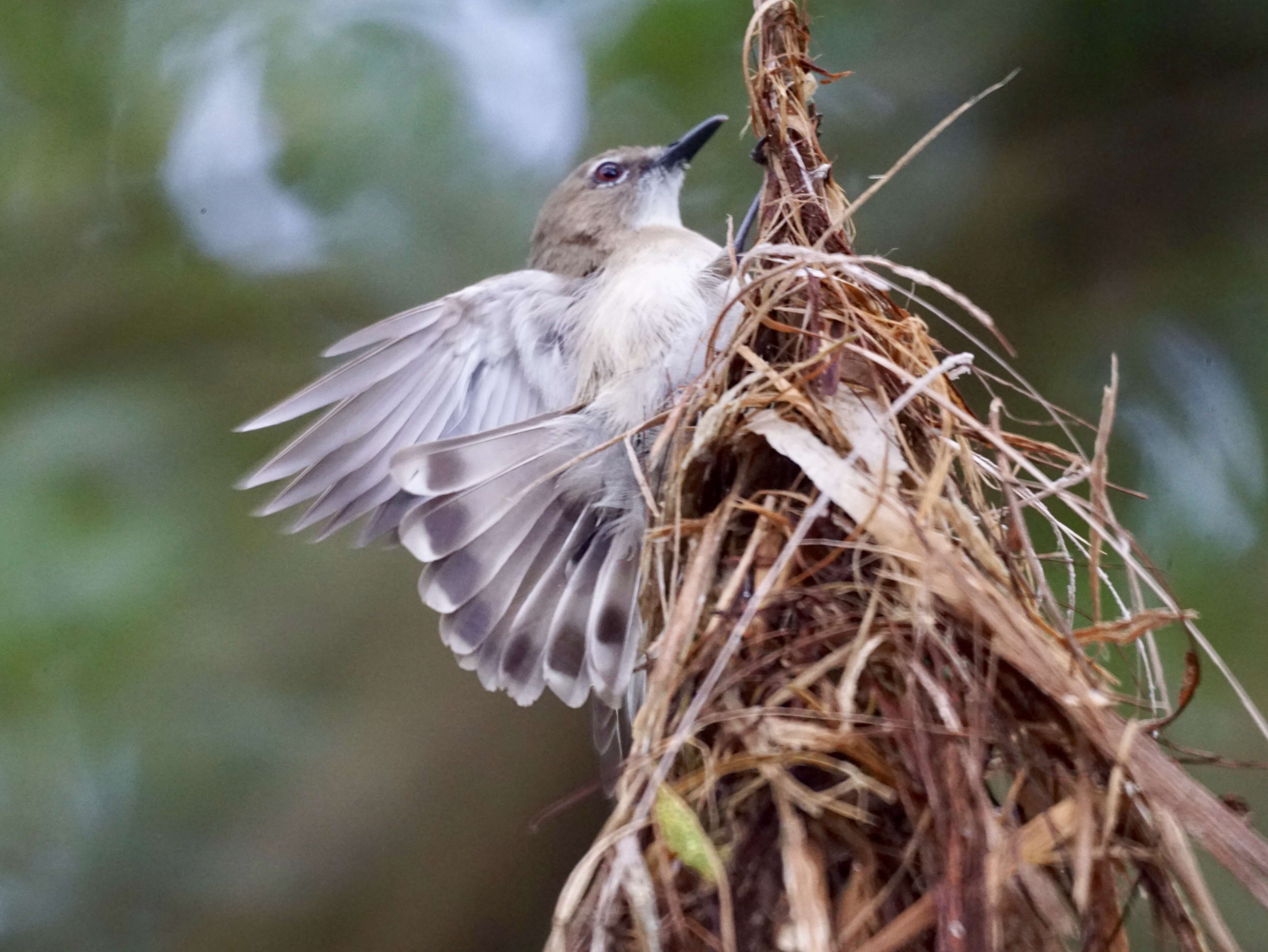 Image of Grey Fantail