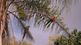 Image of Blue-and-yellow Macaw