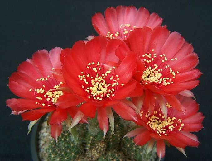 Image of Echinopsis arachnacantha (Buining & F. Ritter) H. Friedrich