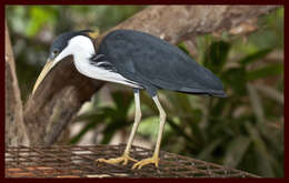 Image of Pied Heron