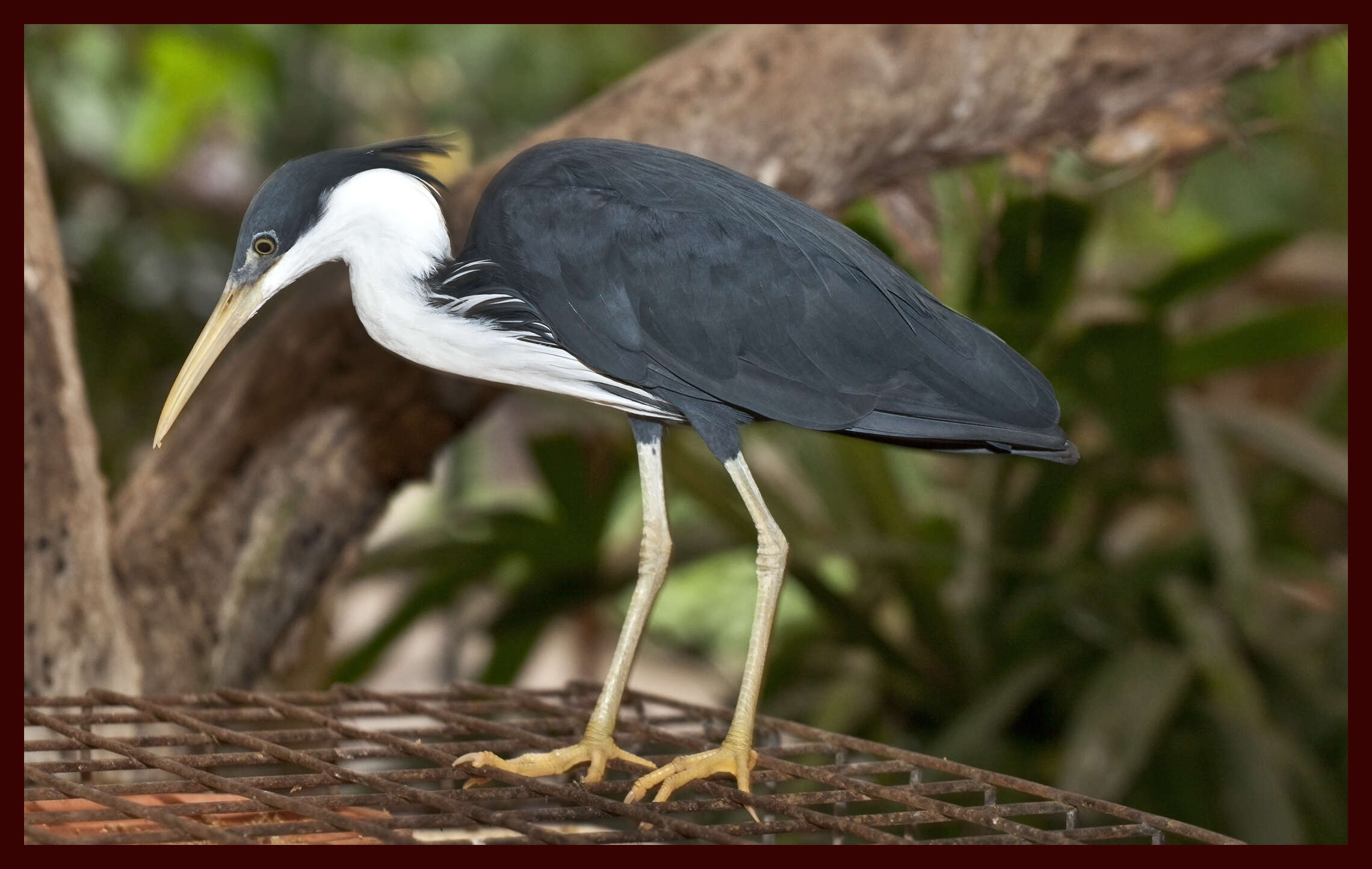 Image of Pied Heron