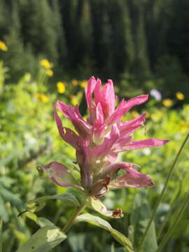 Image of downy Indian paintbrush