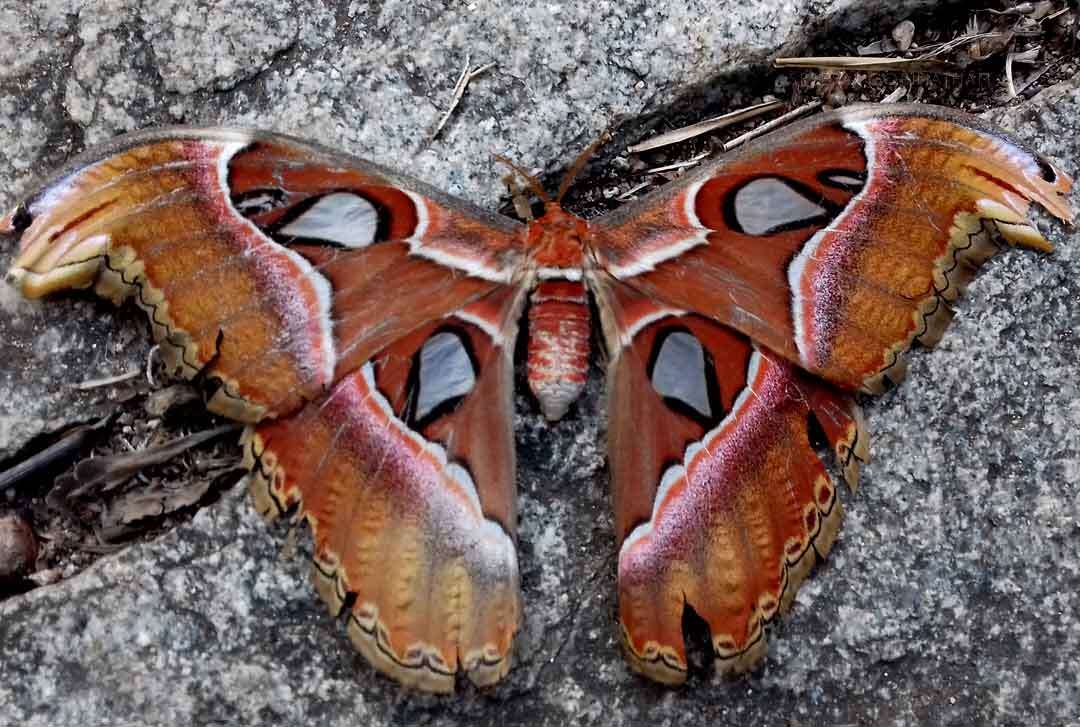 Image of atlas moth