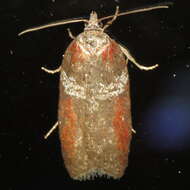 Image of Acleris