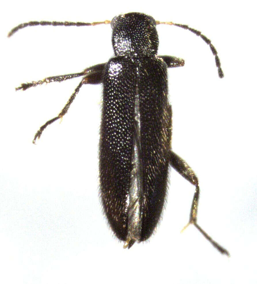 Image of Stenocyphoninae