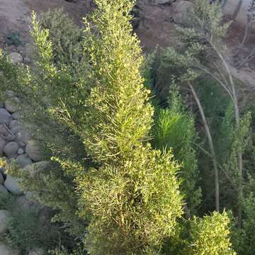 Image of Needle-Leaf Burrobush