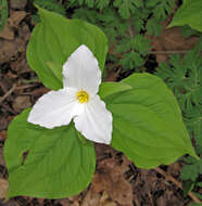 Imagem de Trillium grandiflorum (Michx.) Salisb.