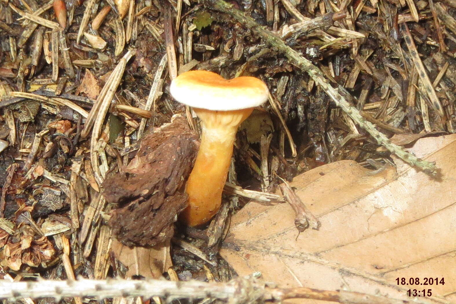 Imagem de Hygrophoropsis aurantiaca (Wulfen) Maire 1921