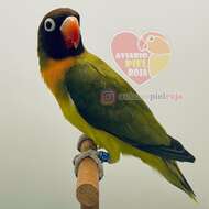 Image of Black-cheeked Lovebird