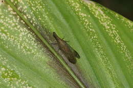 Image of dictyopharid planthoppers