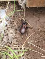 Image of Black tunnelweb