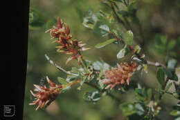 Image of creeping willow