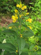 Image of Yellow Loosestrife