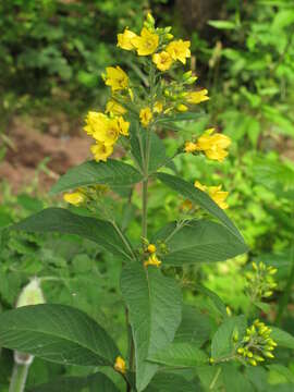 Image of Yellow Loosestrife